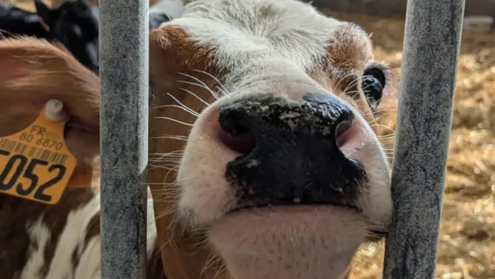 nez-vache