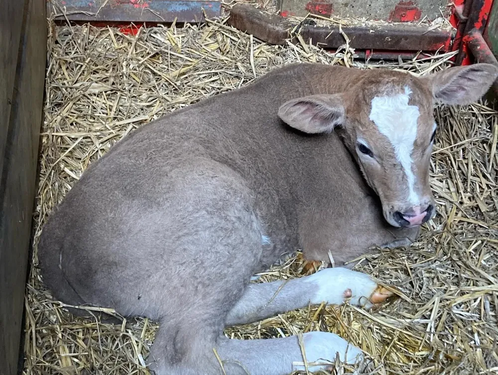 veau