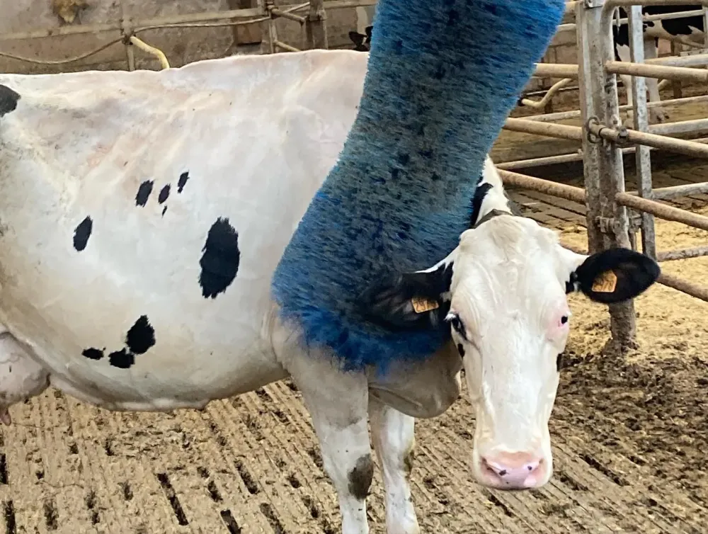 vache-gratoir